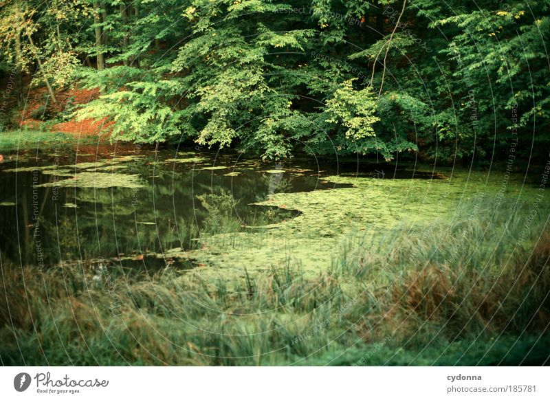 Entspannung harmonisch Erholung ruhig Ferne Umwelt Natur Landschaft Baum Grünpflanze Wald Teich einzigartig Gefühle Idylle Leben nachhaltig schön stagnierend