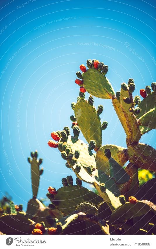 Kaktusfeigen (Opuntia ficus-indica) Frucht Vegetarische Ernährung exotisch Natur Pflanze Himmel frisch natürlich saftig stachelig gelb grün rot Farbe