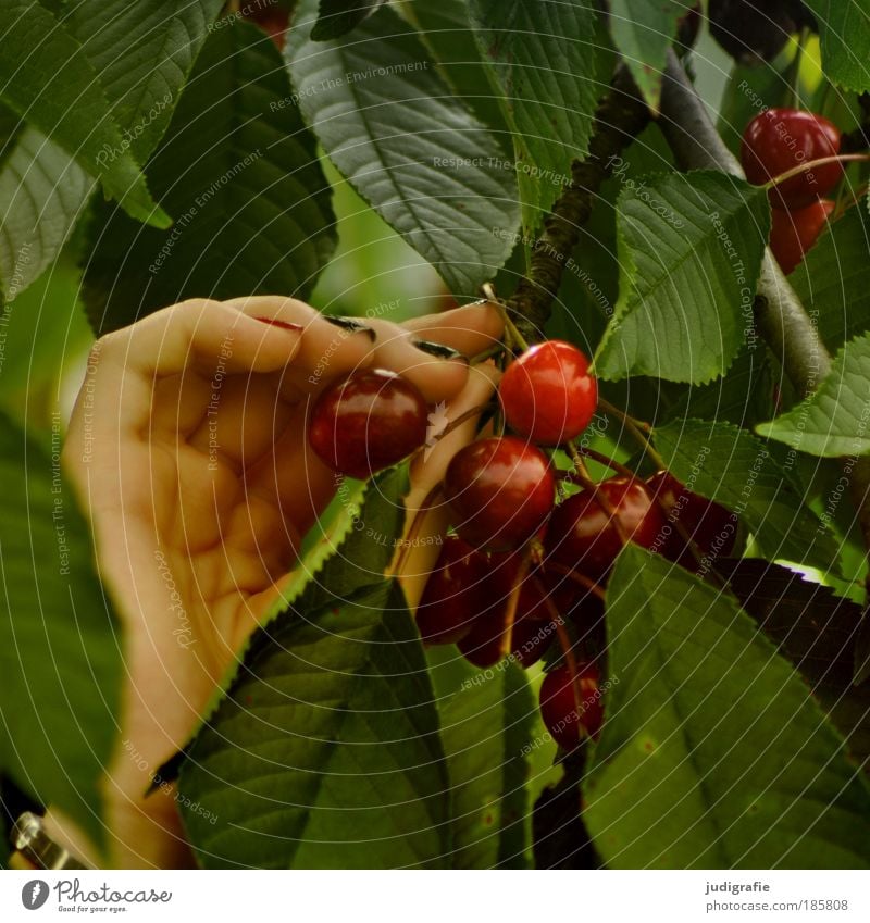 Kirschen pflücken Lebensmittel Frucht Ernährung Bioprodukte Hand Natur Sommer Baum Blatt Garten Gesundheit natürlich süß grün rot Ernte lecker saftig knackig