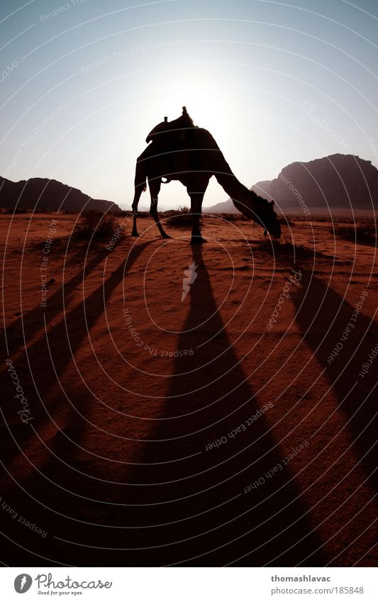Wüste Wadi Rum Umwelt Natur Landschaft Tier Sand Himmel Sonnenaufgang Sonnenuntergang Sonnenlicht Felsen Berge u. Gebirge Kamel 1 Ferien & Urlaub & Reisen