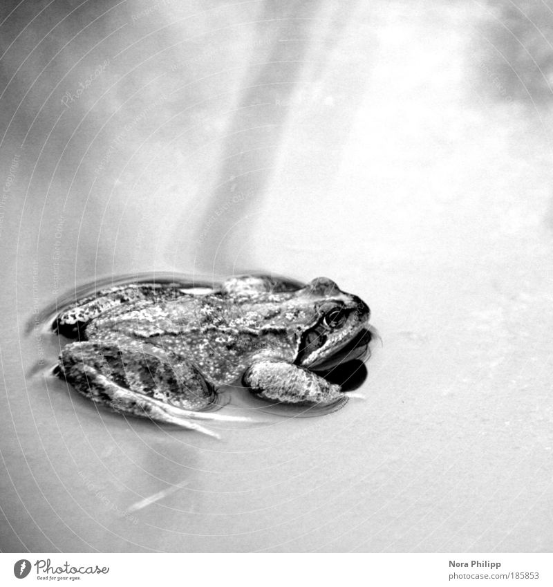 I am a frog but thats ok Umwelt Natur Tier Wasser Klima Frosch 1 Tierliebe Umweltschutz Kröte Schwarzweißfoto Außenaufnahme Vogelperspektive