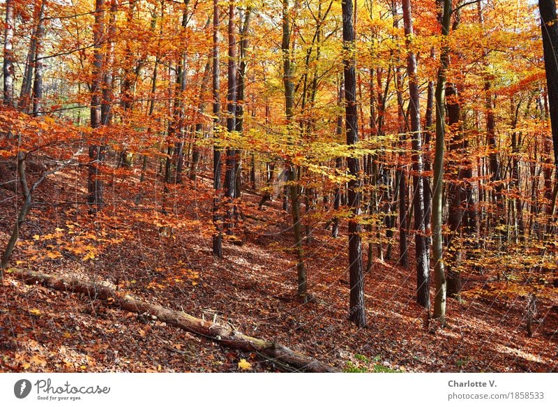Fototapete Natur Landschaft Pflanze Sonnenlicht Herbst Schönes Wetter Baum Laubbaum Wald Holz fallen leuchten dehydrieren Freundlichkeit natürlich schön braun