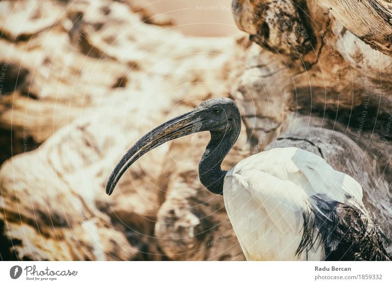 Wilder afrikanischer heiliger IBIS-Vogel Natur Tier Wildtier Tiergesicht 1 beobachten exotisch lang Neugier wild orange schwarz weiß Farbe Feder Ägypten Afrika