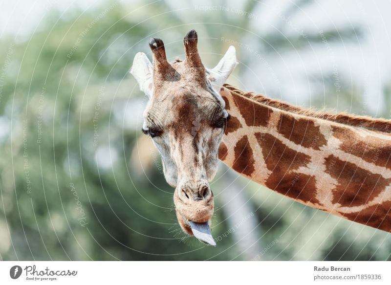 Nordgiraffe (Giraffa Camelopardalis) Porträt Safari Umwelt Natur Tier Sommer Wildtier Tiergesicht 1 Blick Freundlichkeit Fröhlichkeit Glück lang lustig niedlich