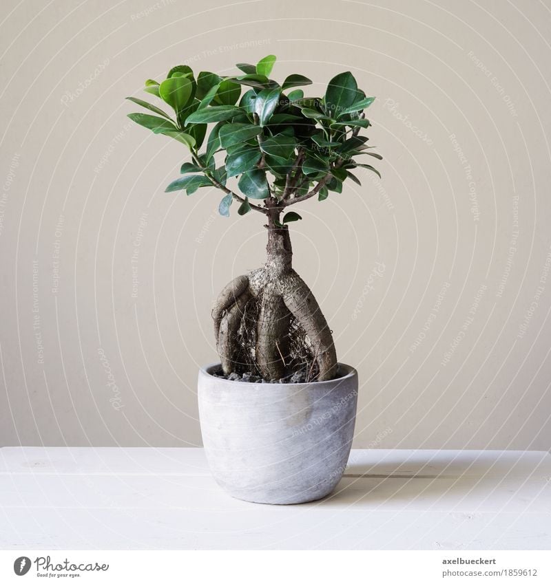 Ficus Ginseng Bonsai Freizeit & Hobby Pflanze Baum Grünpflanze Topfpflanze klein ginseng retusa Feige Miniatur Immergrüne Pflanzen Maulbeergewächse luftwurzeln