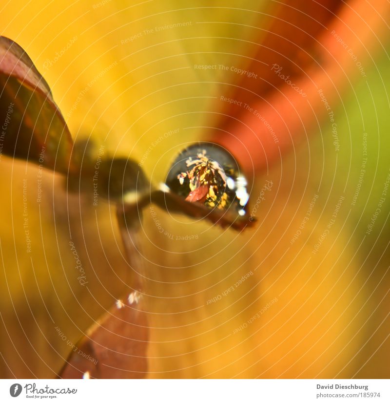 Happy Birthday, Photocase ! Umwelt Natur Pflanze Wassertropfen Herbst Blatt gelb gold silber feucht nass herbstlich orange rund Tropfen Farbfoto Außenaufnahme