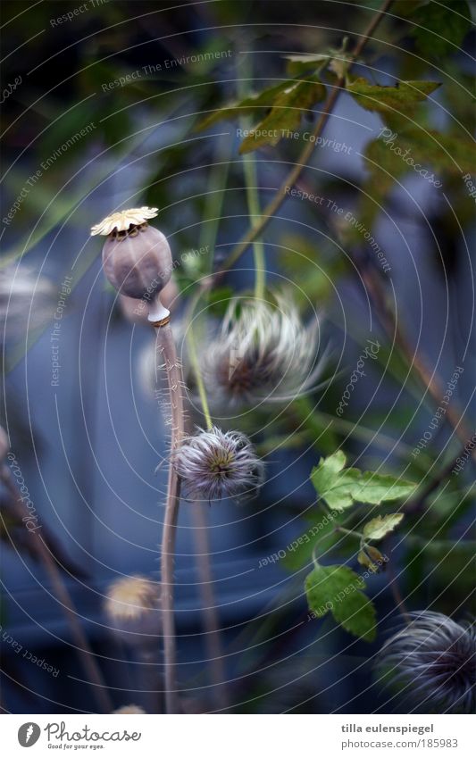 HAPPY BIRTHDAY PHOTOCASE! Pflanze Grünpflanze natürlich blau Natur Mohn Mohnkapsel pflanzlich Garten Farbfoto Außenaufnahme Textfreiraum unten Tag