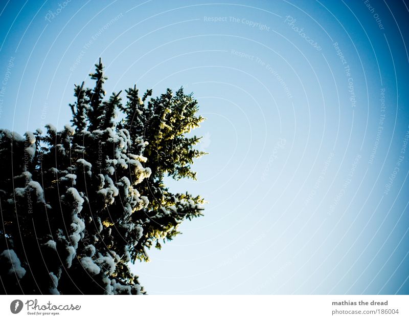 OH TANNENBAUM Umwelt Natur Pflanze Wolkenloser Himmel Winter Schönes Wetter Schnee Baum Berge u. Gebirge schön Nadelbaum Tanne Weihnachtsbaum weiß kalt gefroren