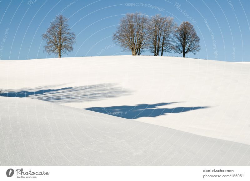 sinkende Schneefallgrenze ! Pflanze Wolkenloser Himmel Winter Klima Schönes Wetter Eis Frost Baum blau weiß ruhig Schwarzwald Licht Schatten Silhouette