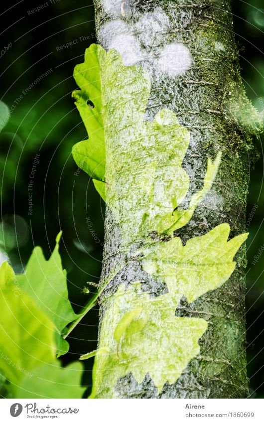 verwachsen Pflanze Baum Blatt Baumstamm Eichenblatt Wald hell grün Treue Natur Kraft Wachstum Wandel & Veränderung Symbole & Metaphern Doppelbelichtung Farbfoto