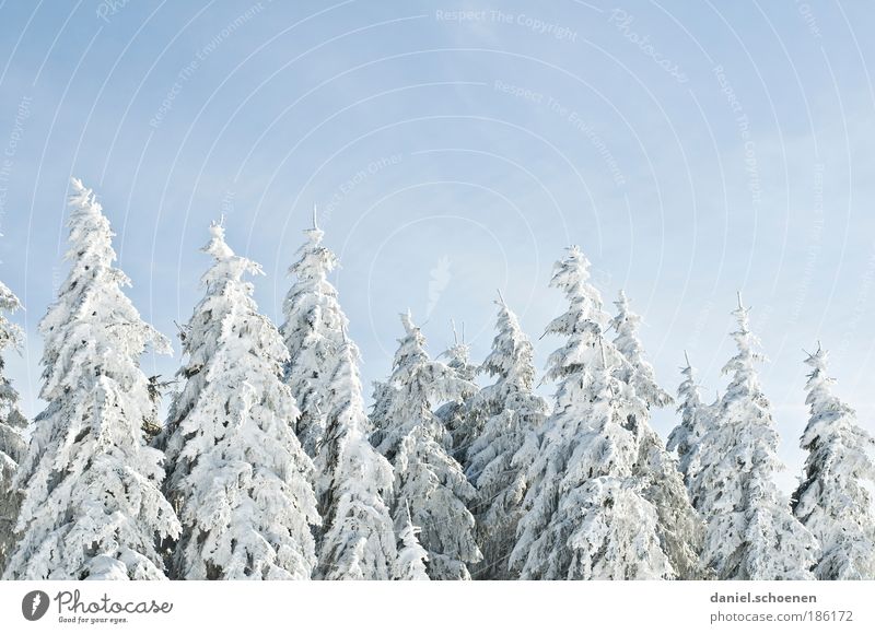 na endlich !! ob ihr wollt oder nicht Wolkenloser Himmel Eis Frost Schnee Baum Wald blau weiß Winter Winterurlaub Winterstimmung Tanne Textfreiraum oben