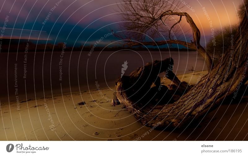 ELBSTRAND Natur Landschaft Wasser Sonnenaufgang Sonnenuntergang Baum Küste Flussufer Strand ELBE Hafenstadt Stadtrand Menschenleer entdecken Erholung wandern