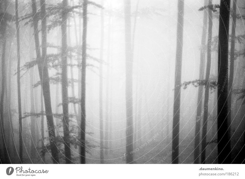 fraktale geometrie Natur Landschaft Erde Herbst Nebel Baum Wald alt beobachten berühren Denken entdecken fallen ästhetisch bedrohlich dunkel Gefühle Stimmung
