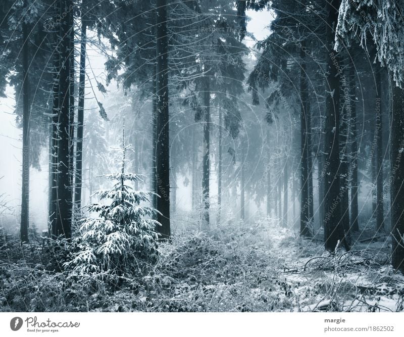 Überlebenskampf kleine Tanne, Weihnachtsbaum im Winter, umgeben von großen Fichten, Bäumen Nebel Eis Frost Schnee Schneefall Pflanze Baum Nutzpflanze Wald blau