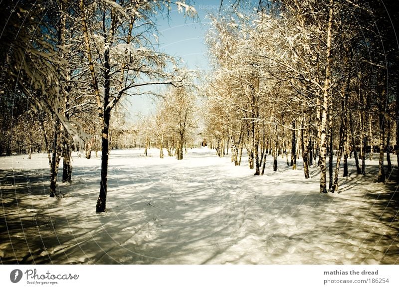 BIRKENWÄLDCHEN Umwelt Natur Landschaft Pflanze Wasser Winter Schönes Wetter Eis Frost Schnee Baum Birke Park Wald Menschenleer Personenverkehr Fußgänger