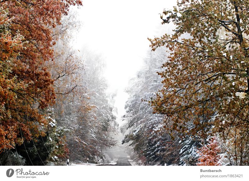 Weg in den Winter Ferien & Urlaub & Reisen Tourismus Schnee Winterurlaub wandern Natur Landschaft Pflanze Wetter Eis Frost Baum Wald Straße Glätte kalt Idylle