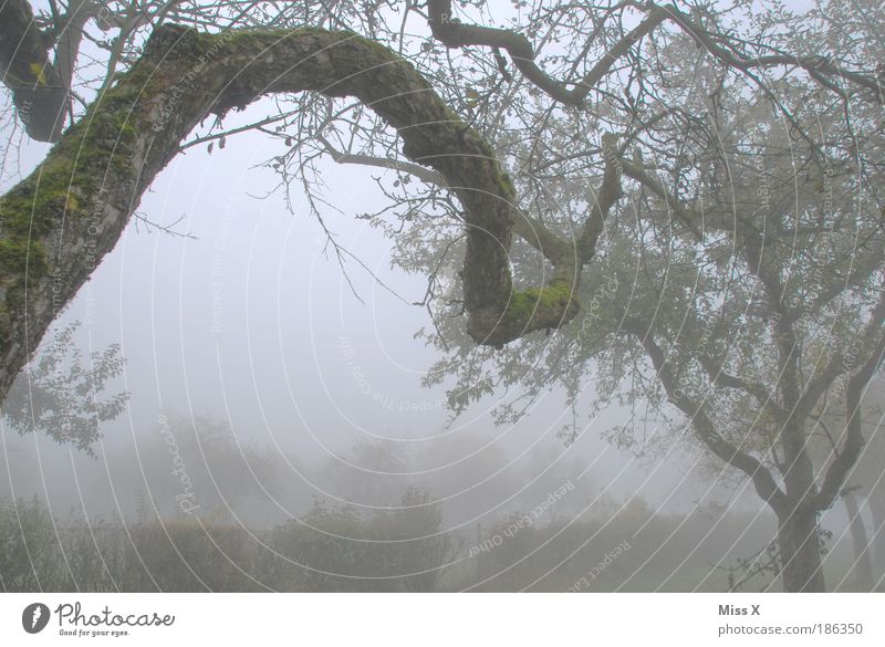 Nebel Natur Herbst Winter schlechtes Wetter Garten alt dunkel gruselig kalt Stimmung Einsamkeit Ende Endzeitstimmung Verfall Vergänglichkeit Moos Baumrinde