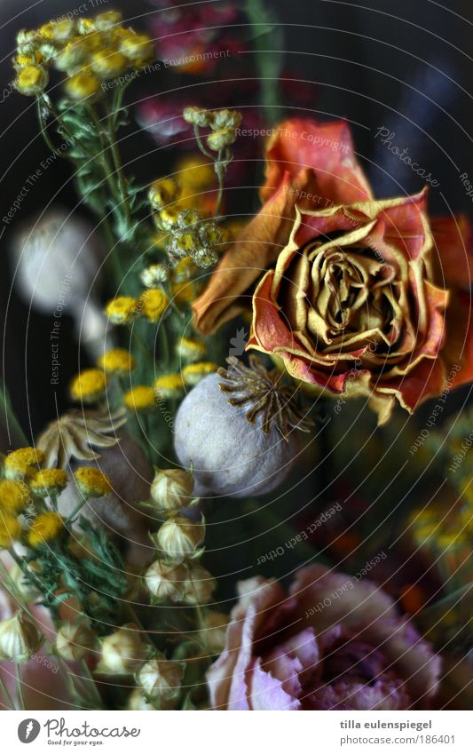 blümerant Blume Rose Blumenstrauß verblüht dehydrieren dunkel natürlich mehrfarbig Farbe Natur Verfall Vergänglichkeit Mohn Mohnkapsel Leinen Potpourri