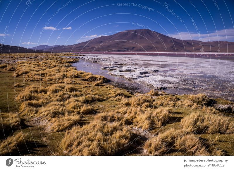 Laguna Colorada im bolivianischen Altiplano Ferien & Urlaub & Reisen Berge u. Gebirge Natur Landschaft Gras See gelb rosa rot Farbe Lagune Kolorada altiplano