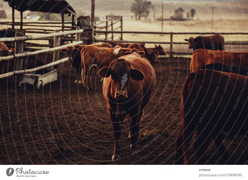 Brown-Jersey-Kuh, die in der Hürde steht Fleisch Menschengruppe Natur Tier stehen Gauteng reizvoll Ackerbau Rindfleisch züchten Wade Korral heimisch staubig