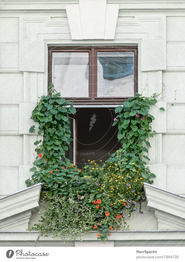 Fenster mit Vollbart Pflanze Blume Blüte Kapuzinerkresse Wien Haus Fassade außergewöhnlich lustig rebellisch Stadt grün Kletterpflanzen bewachsen Sträucher eng