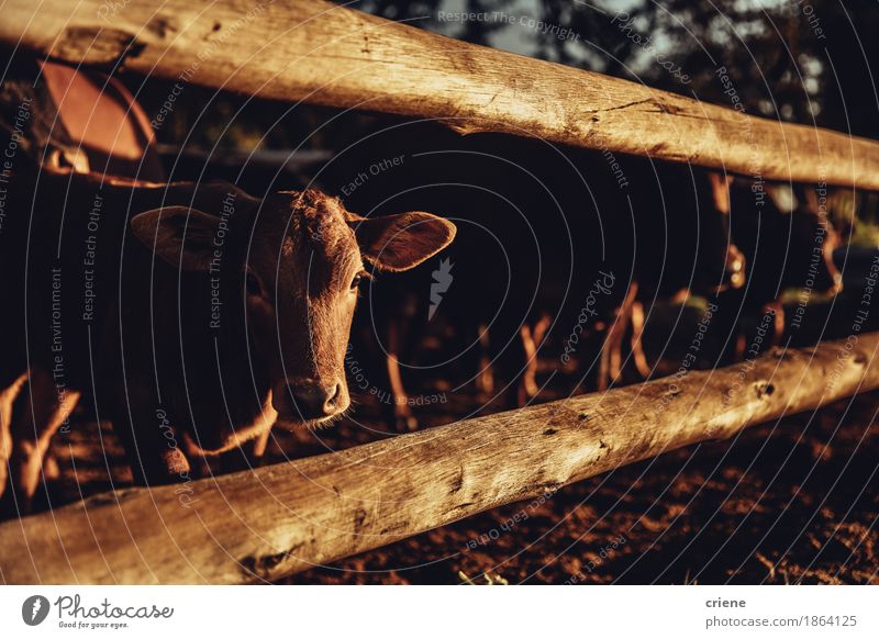 Eine niedliche Kuh haftet Kopf durch Zaun der Scheune und schaut in camera Fleisch Bioprodukte Lifestyle Tier Wärme Dürre Wiese Tiergruppe Herde Fressen schön