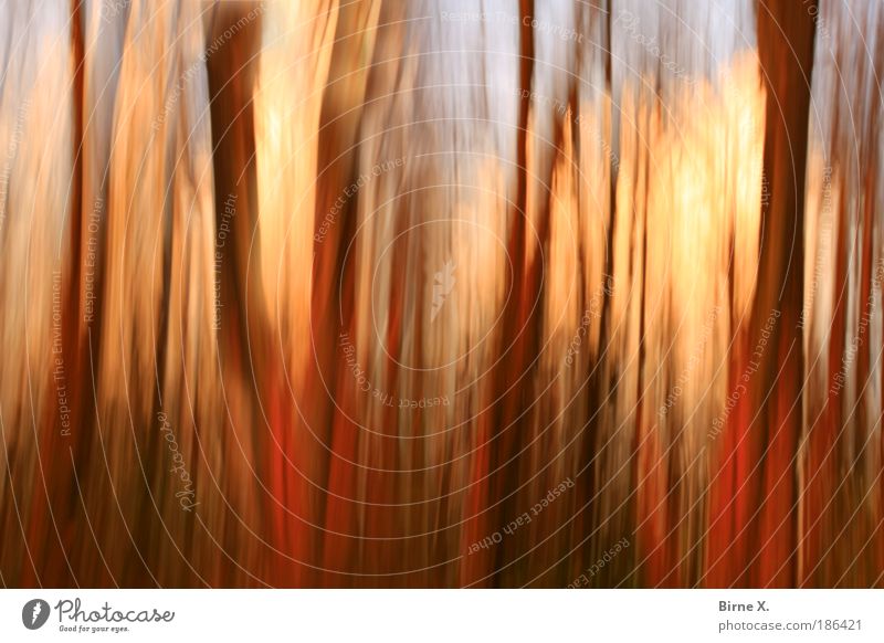 Zauberwald Umwelt Natur Landschaft Pflanze Herbst Baum Wald Angst unscharf Baumstämme Farbfoto Außenaufnahme Experiment abstrakt Menschenleer Abend Kontrast