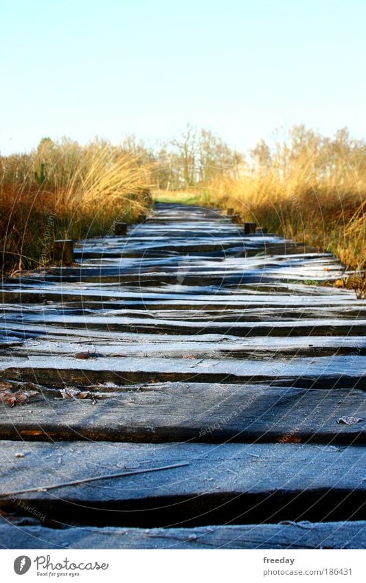 ::: Holzweg ::: Umwelt Landschaft Wetter Eis Frost Gras Sträucher Moor Sumpf See Brücke Wege & Pfade gehen kalt ruhig Moorpfad Steg Holzbrett Bretter Gehweg