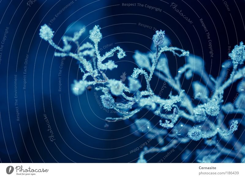 Analyse Ihres Herzens Natur Pflanze Wasser Sonne Winter Eis Frost Schnee Blatt Blüte Grünpflanze Wildpflanze Wiese Feld ästhetisch elegant schön einzigartig nah