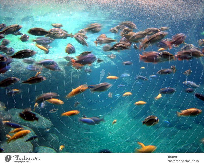 Fish in Motion Wasser Fischschwarm Aquarium Meer Zoo Vielfältig durcheinander rege Zusammensein water Unterwasseraufnahme blau Bewegung Schwarm Dynamik