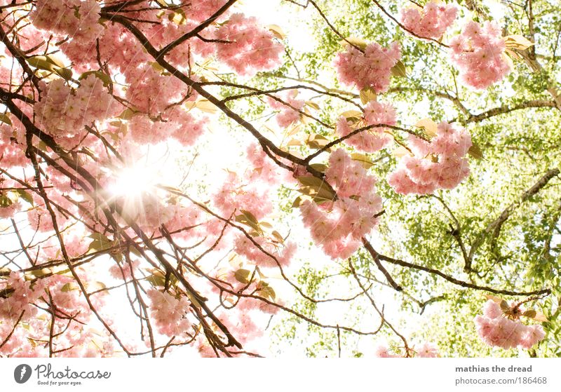 FRÜHLING Umwelt Natur Pflanze Sonne Frühling Schönes Wetter Baum Blume Blatt Blüte Nutzpflanze Kirschbaum Park Wiese schön Kirschblüten Duft Biene Nektar rosa
