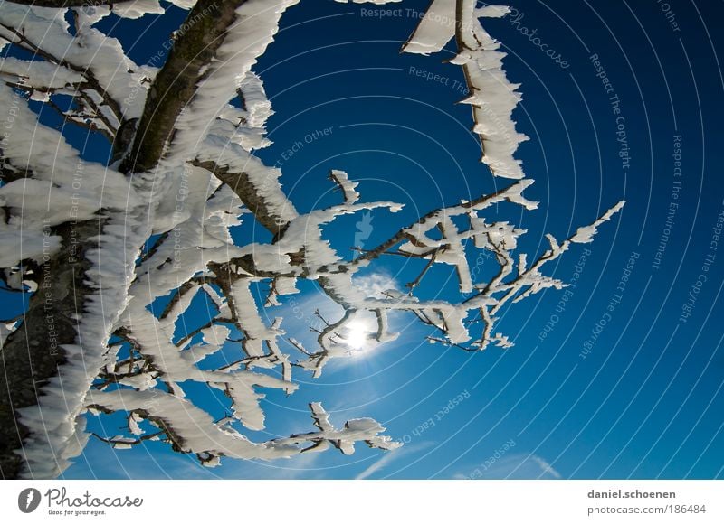 blauweiß mit Seitenwind Natur Himmel Wolkenloser Himmel Sonne Winter Klima Klimawandel Wetter Schönes Wetter Eis Frost Schnee Baum Licht Sonnenlicht