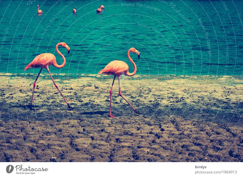 2 rosa Flamingos am Ufer eines Sees 2 Flamingos Flamingopaar Erde Schönes Wetter Seeufer exotisch Tierpaar Bewegung gehen elegant frei natürlich blau