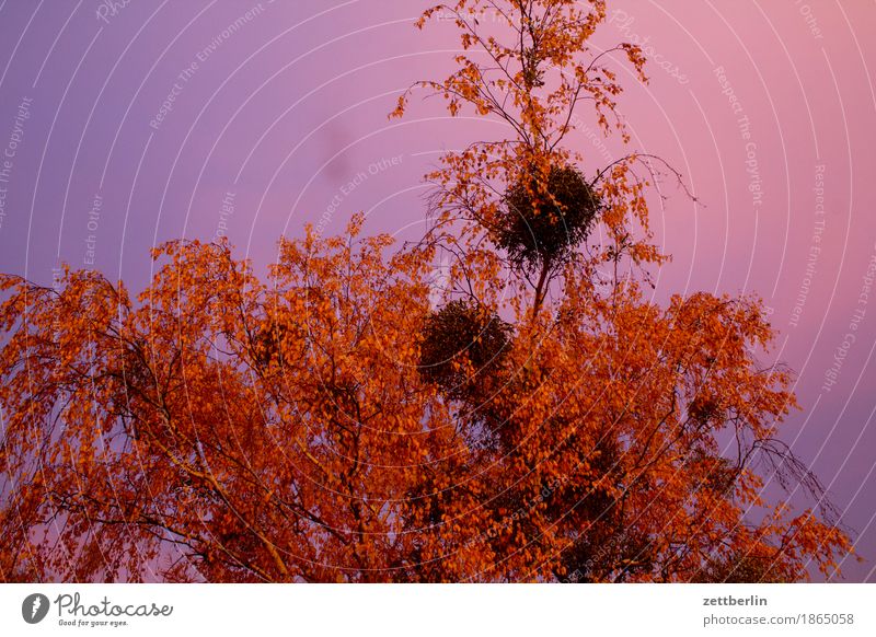 Morgenstund Himmel Morgendämmerung Sonnenaufgang Textfreiraum Wolken Birke Baum Ast Zweig Blatt Herbstlaub Mistel Menschenleer