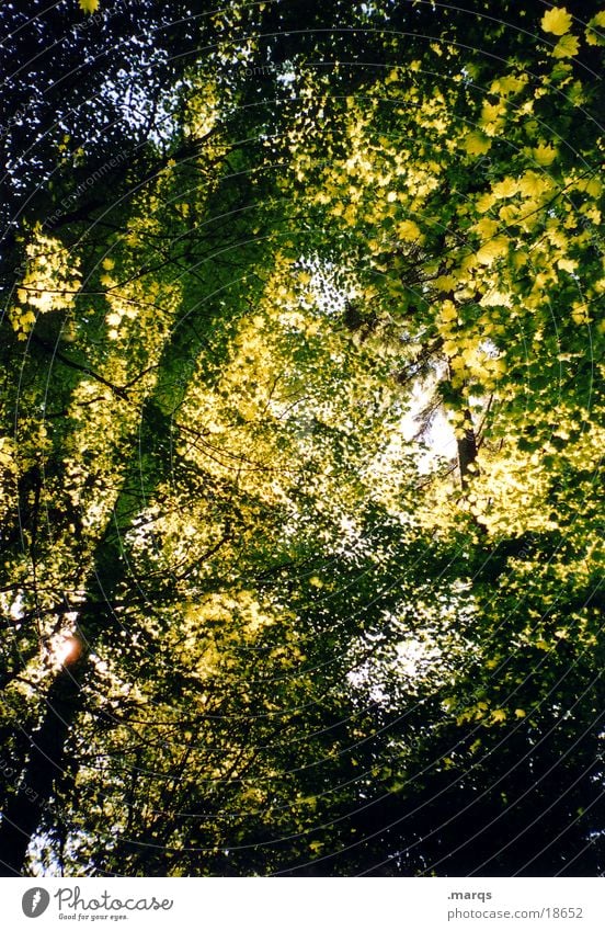 Blätterdecke Wald Baum Blatt Beleuchtung grün Wachstum Geäst Sommer Sonne Lichterscheinung Schatten Ast marqs