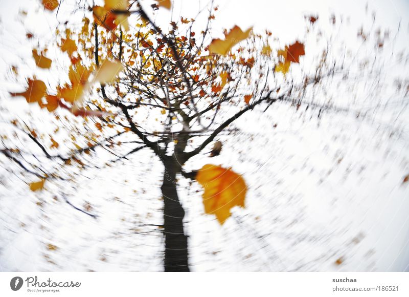 .. wie ein baum im wind .. Umwelt Natur Pflanze Urelemente Luft Himmel Herbst Baum Blatt Holz gelb gold Leben Klima Ast Bewegung Farbfoto Außenaufnahme
