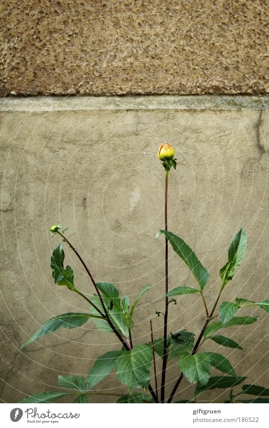 mauerblümchen Pflanze Blume Blatt Blüte Mauer Wand Blühend authentisch gelb unauffällig dezent unscheinbar gewöhnlich normal unaufdringlich übersehen Hausmauer