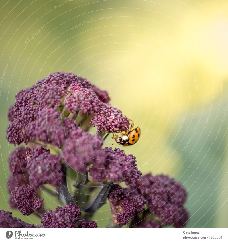 Kopfunter hängt der Marienkäfer am lila Blumenkohl Natur Pflanze Tier Sommer Schönes Wetter Nutzpflanze Garten Feld Gemüse Käfer 1 Bewegung krabbeln ästhetisch