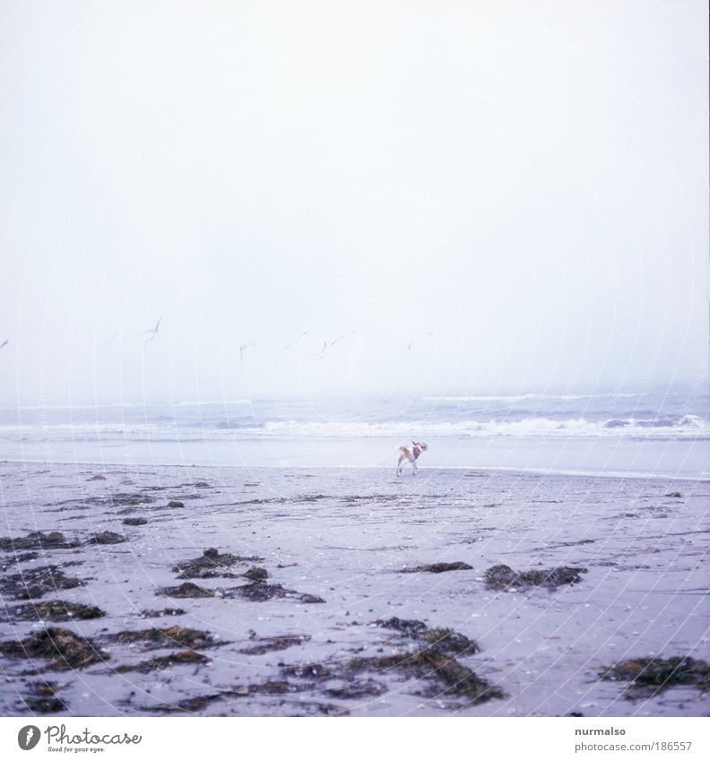 DAS ist harmonisch ruhig Freizeit & Hobby Meer Natur Landschaft Winter Nebel Ostsee Tier Hund 1 Tierjunges frei hell Gedeckte Farben Textfreiraum oben Morgen