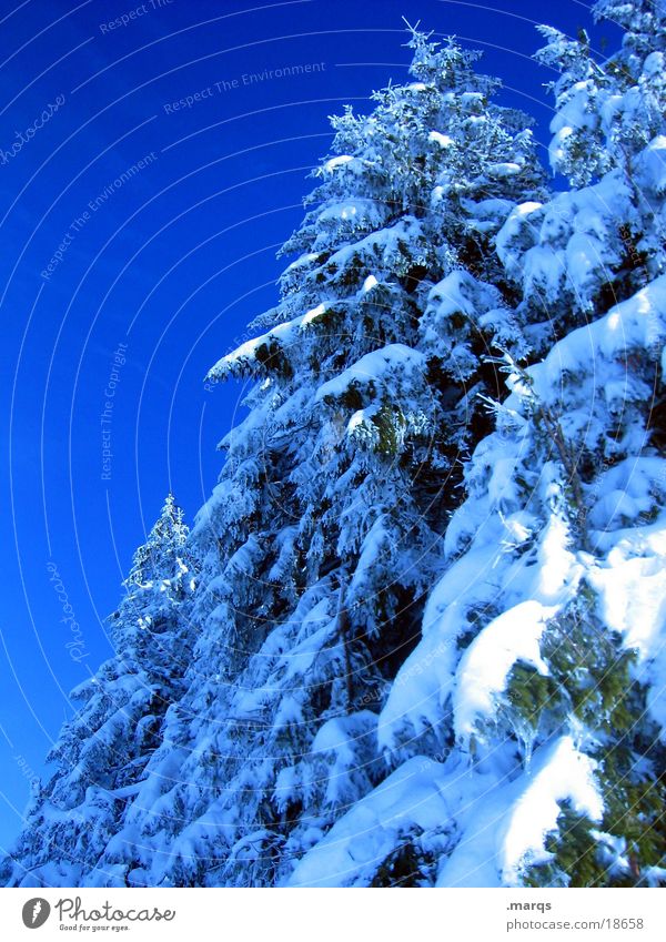 Kälte weiß Baum Nadelbaum Wald Waldrand Fichte kalt Schnee Tanne Winter blau Himmel bedecken Eis Ast Zweig marqs