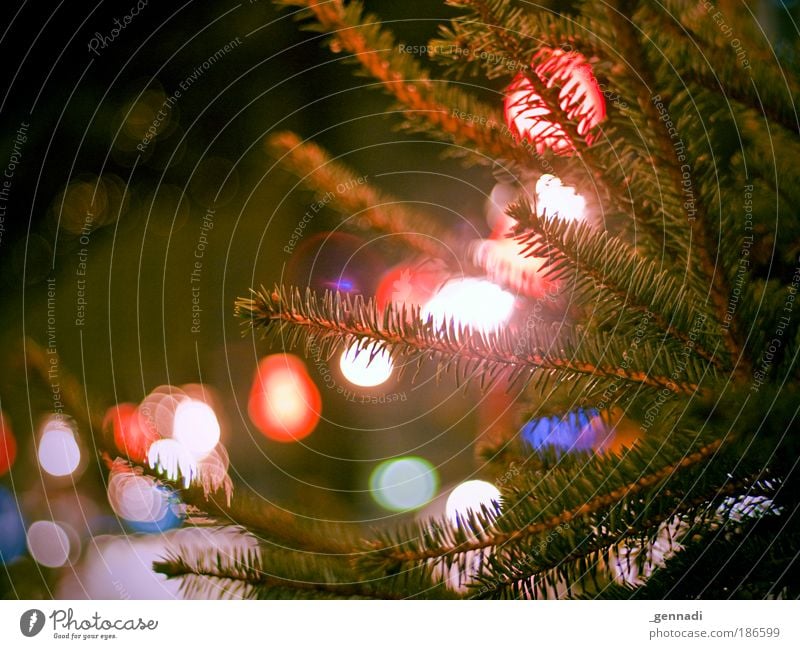 Weihnachtsmarkt in HX Natur Tanne Tannenzweig Glühbirne Unschärfe grün Lichterkette Weihnachten & Advent Warmes Licht Vorfreude Farbfoto Außenaufnahme