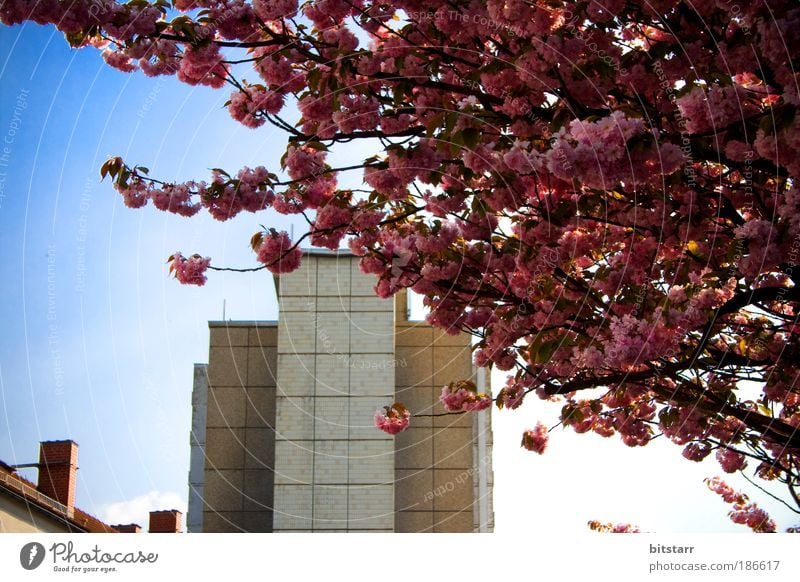 Zonefrühling Natur Pflanze Himmel Frühling Schönes Wetter Baum Blüte Chemnitz bevölkert Hochhaus Bauwerk Gebäude Architektur Plattenbau Mauer Wand Fassade Dach