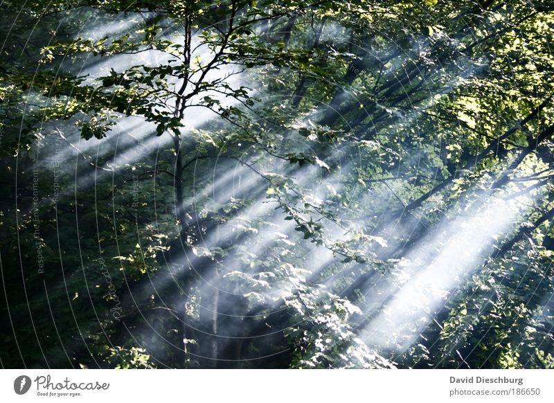 Beginn eines neuen Tages Umwelt Natur Landschaft Pflanze Luft Sommer Nebel Baum Blatt Grünpflanze Wald Ast Wildnis Farbfoto Außenaufnahme Strukturen & Formen