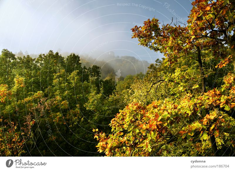Wartburg im Nebel Wohlgefühl Erholung ruhig Ferien & Urlaub & Reisen Tourismus Ferne Städtereise Umwelt Natur Landschaft Wolkenloser Himmel Herbst Baum Blatt