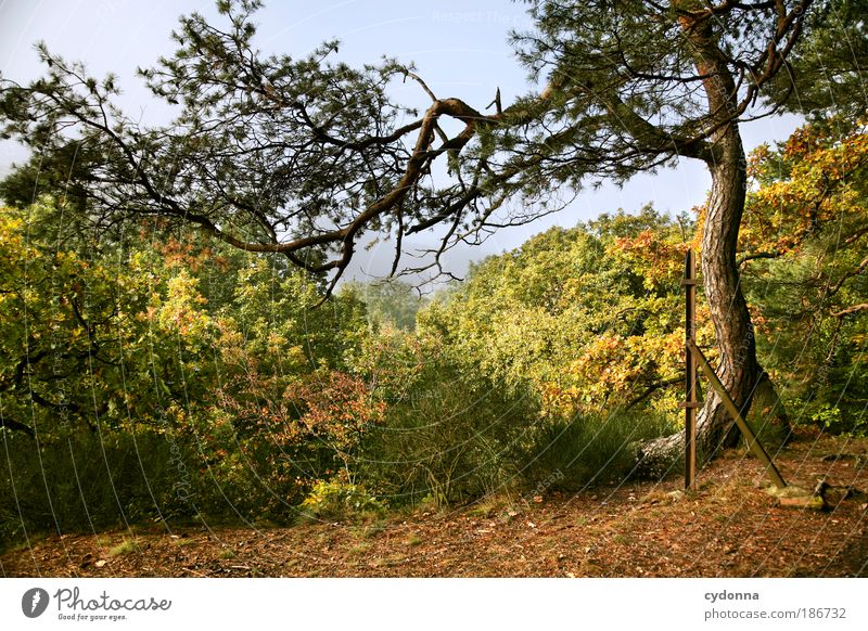 Frei gewachsen harmonisch Erholung ruhig Ferne Umwelt Natur Landschaft Herbst Baum Blatt Wald einzigartig Erfahrung Freiheit Horizont Idylle Leben Lebensfreude
