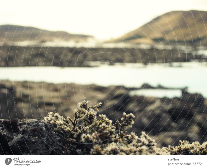 icelandic summer Umwelt Natur Landschaft Pflanze Wasser Wolkenloser Himmel Schönes Wetter Gras Moos Hügel Vulkan See Island ruhig Einsamkeit Ödland Farbfoto