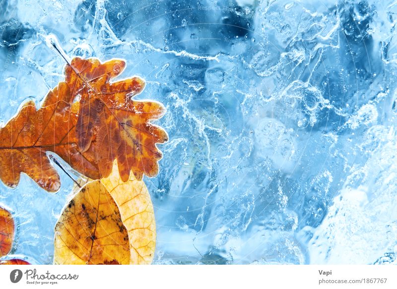 Gefallener Herbstlaub im blauen Eis Winter Schnee Umwelt Natur Pflanze Wasser Klimawandel Wetter Frost Blatt Gletscher frieren natürlich gelb orange rot silber