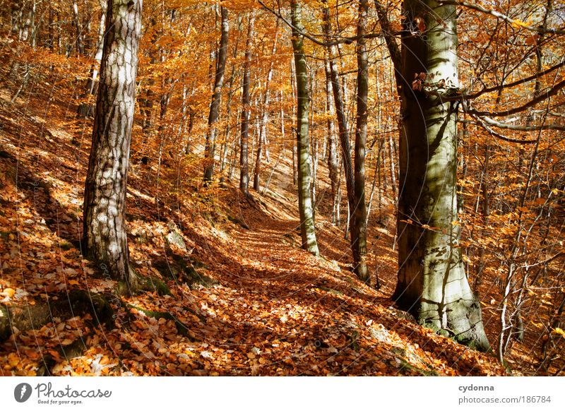 Herbst Leben harmonisch Erholung ruhig Umwelt Natur Landschaft Wind Baum Blatt Wald einzigartig Freiheit Idylle Lebensfreude nachhaltig schön träumen
