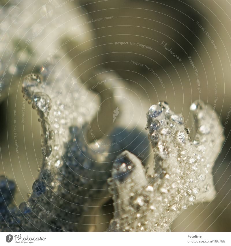 Krone mit Edelmanten Umwelt Natur Pflanze Wasser Wassertropfen Frühling Sommer Herbst Wetter Schönes Wetter Regen Blatt hell nass Wärme glänzend Glanzlicht