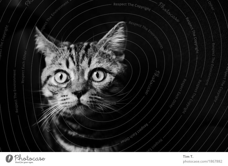 Kater Tier Haustier Katze 1 Tierjunges Neugier Wachstum Hauskatze Auge Gesicht Schwarzweißfoto Innenaufnahme Menschenleer Textfreiraum rechts Nacht Tierporträt